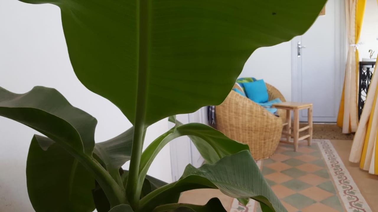 Séjour chez l'habitant Medina